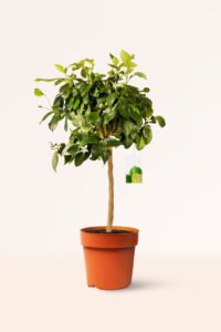 zura Lima Citrus Aurantifolia