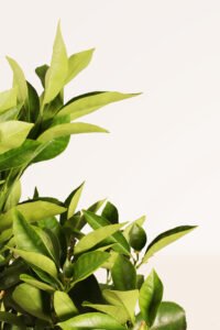 zura Lima Citrus Aurantifolia