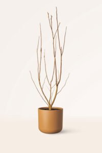 zura Magnolia Susan Morada