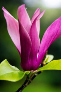 zura Magnolia Susan Morada