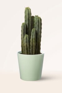 zura Myrtillocactus Geometrizans
