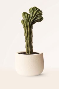 zura Myrtillocactus Geometrizans Crestata
