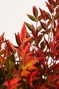 zura Nandina Domestica Gulf Stream