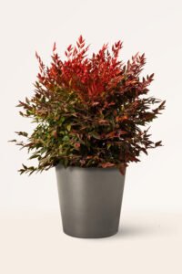zura Nandina Domestica Gulf Stream