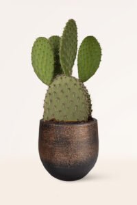 zura Opuntia Leucotricha
