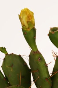 zura Opuntia Vulgaris