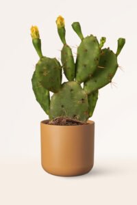 zura Opuntia Vulgaris