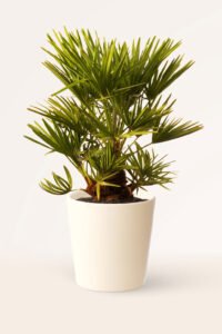 zura Palmito Palmera