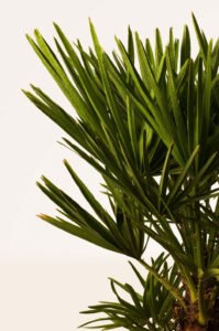 zura Palmito Palmera