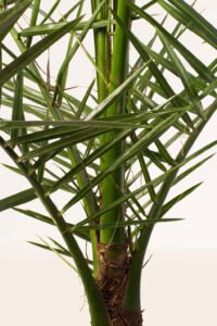 zura Phoenix Canariensis