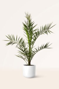 zura Phoenix Canariensis