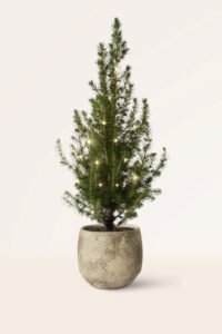 zura Picea Glauca Albertina Cónica