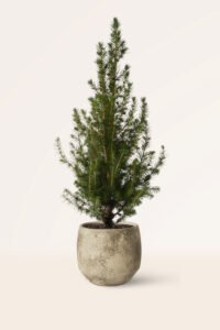 zura Picea Glauca Albertina Cónica