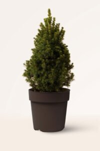 zura Picea Pungens Glauca Cónica