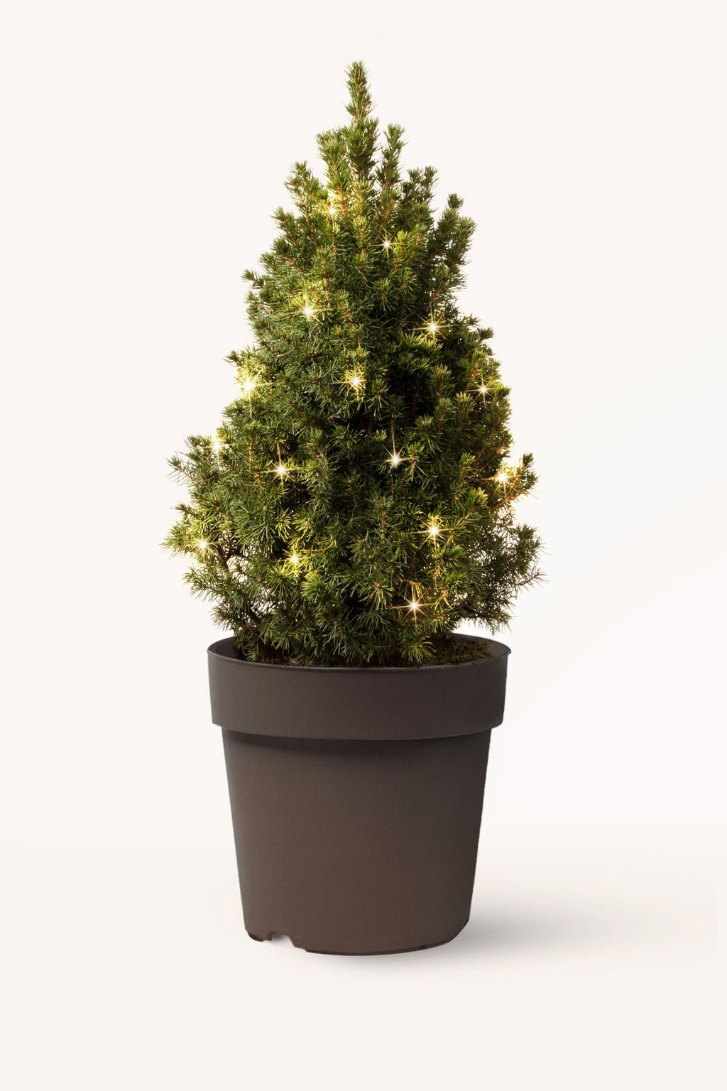 zura Picea Pungens Glauca Cónica