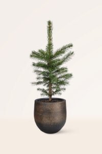 zura Picea Pungens Glauca Kaibab