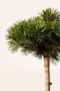 zura Pinus Mugo Mops