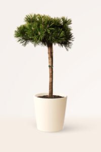zura Pinus Mugo Mops