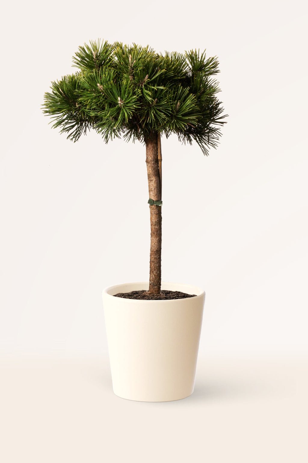 zura Pinus Mugo Mops