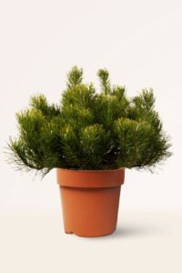 zura Pinus Mugo Mughus