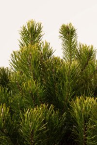 zura Pinus Mugo Mughus