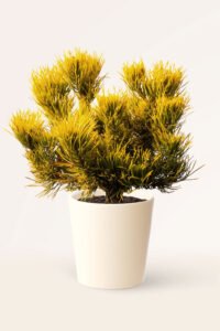 zura Pinus Mugo Ophir