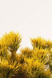 zura Pinus Mugo Ophir