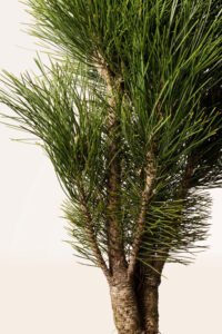 zura Pinus Nigra Green Tower