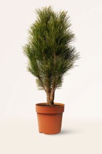 zura Pinus Nigra Green Tower