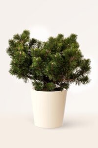 zura Pinus Nigra Humpy