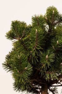 zura Pinus Nigra Humpy
