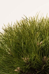 zura Pinus Nigra Marie Bregon