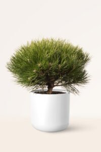 zura Pinus Nigra Marie Bregon