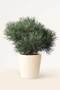 zura Pinus Sylvestris Nana