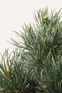 zura Pinus Sylvestris Nana