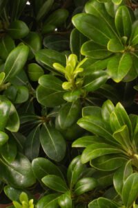 zura Pittosporum Tobira