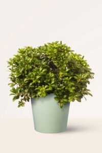 zura Pittosporum Tobira