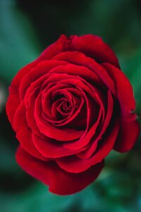 zura Rosal Grandiflora Diablo Rojo