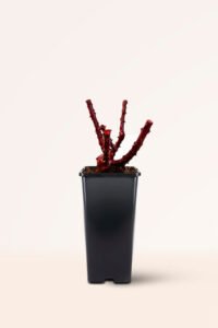zura Rosal Grandiflora Diablo Rojo
