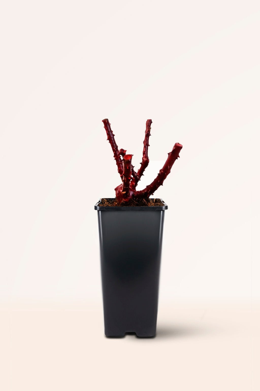 zura Rosal Grandiflora Diablo Rojo