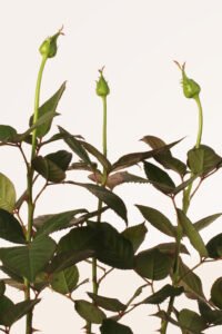 zura Rosal Grandiflora Landora Amarilla