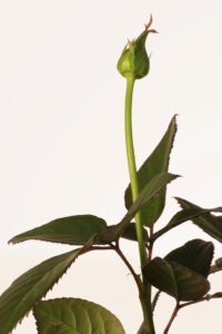 zura Rosal Grandiflora Landora Amarilla