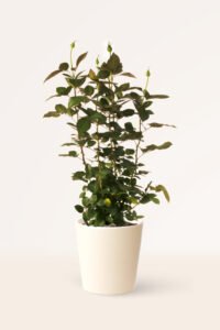 zura Rosal Grandiflora Landora Amarilla
