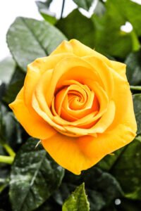 zura Rosal Grandiflora Landora Amarilla