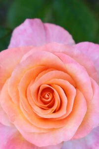 zura Rosal Grandiflora Sea Pearl Rosa