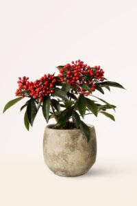 zura Skimmia Japónica
