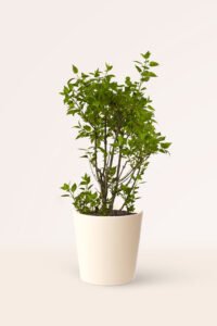 zura Syringa Vulgaris