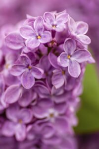 zura Syringa Vulgaris