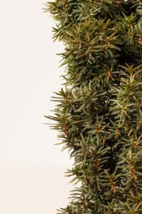 zura Taxus Baccata