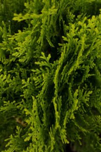 zura Thuja Aurea Nana